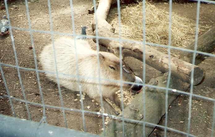 Brandywine Zoo-威尔明顿必去景点