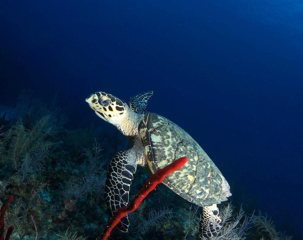 Devil's Grotto-大开曼岛必去景点