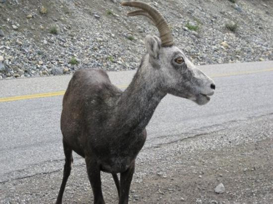 Beaver Creek旅游攻略图片