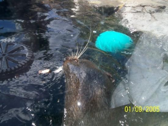 西雅图水族馆-西雅图必去景点