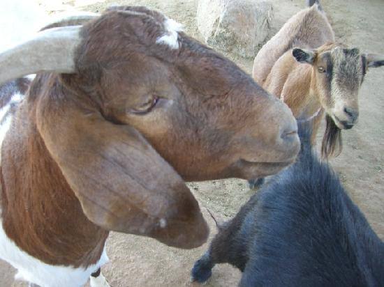 Superstition Farm-梅萨必去景点