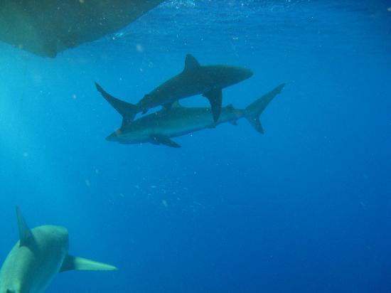 北岸鲨鱼历险记-哈雷瓦必去景点