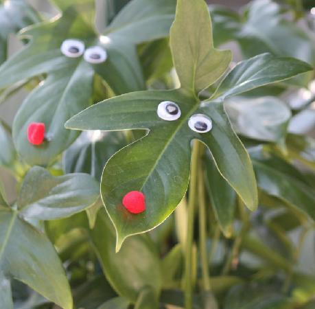 University of South Florida Botanical Gardens, Tampa-坦帕必去景点