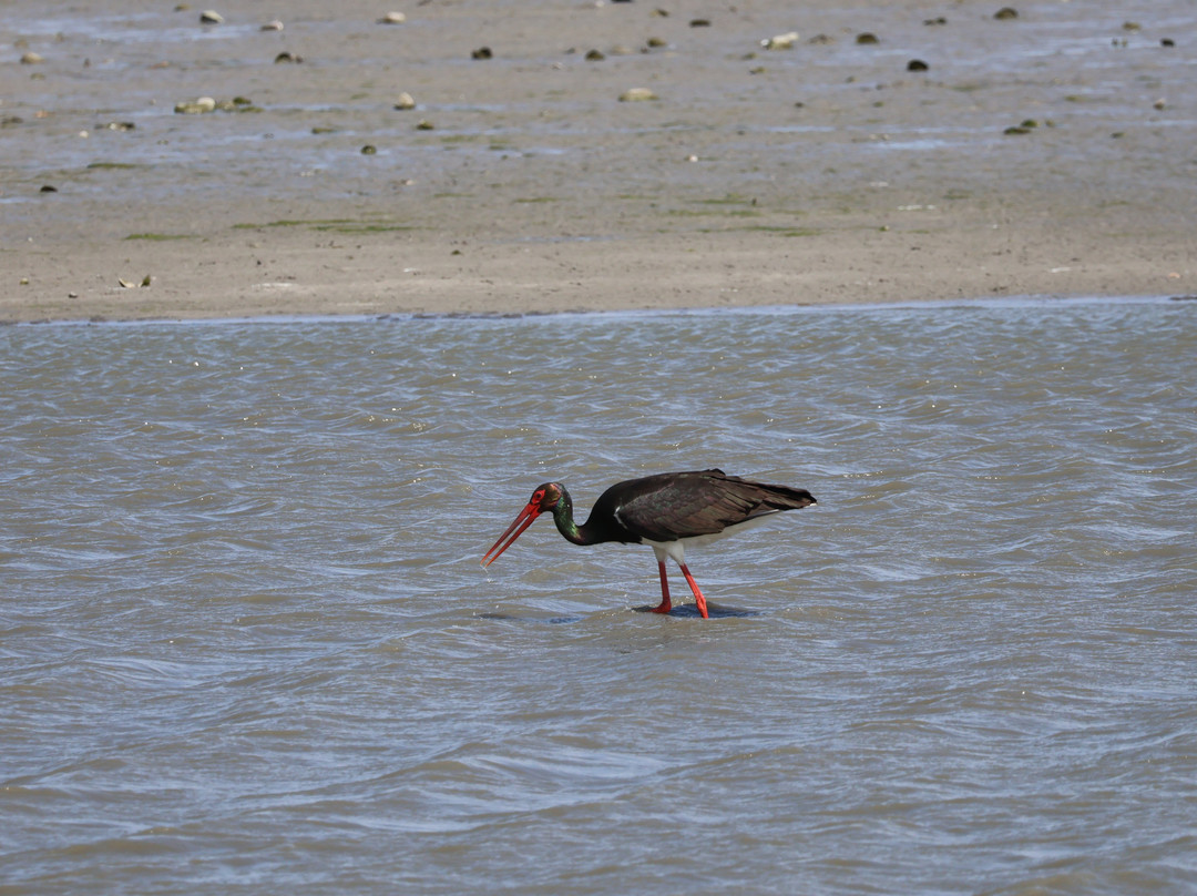 Wings of Hungary - birding and nature tours景点图片