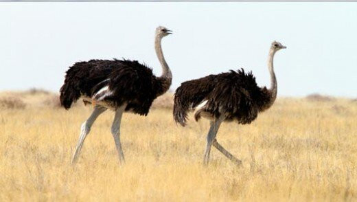 Kidepo Valley National Park景点图片