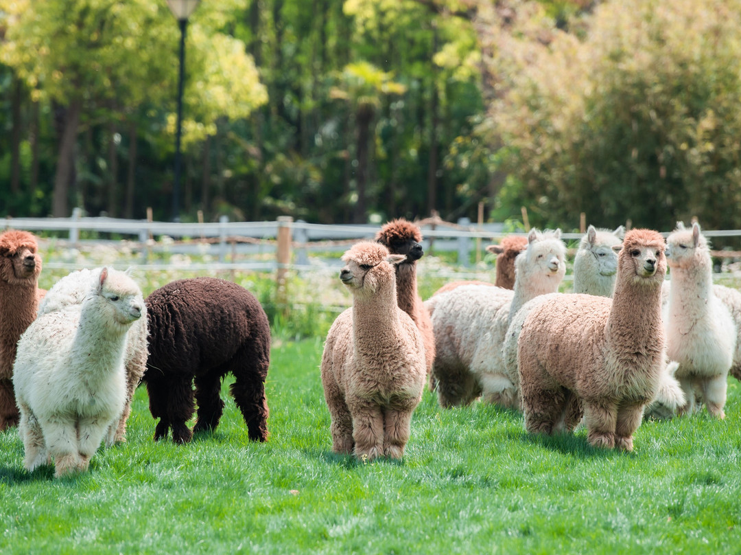 自然卷卷牧野-上海市必去景点