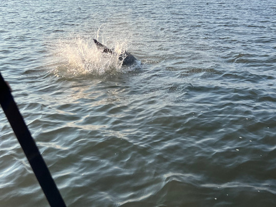 Tybee Island Charters-泰碧岛必去景点