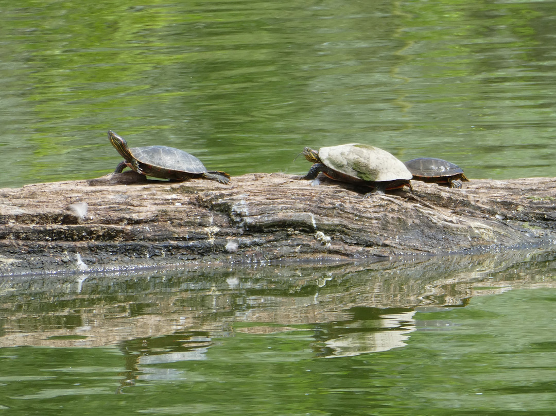 City Park-科林斯堡必去景点