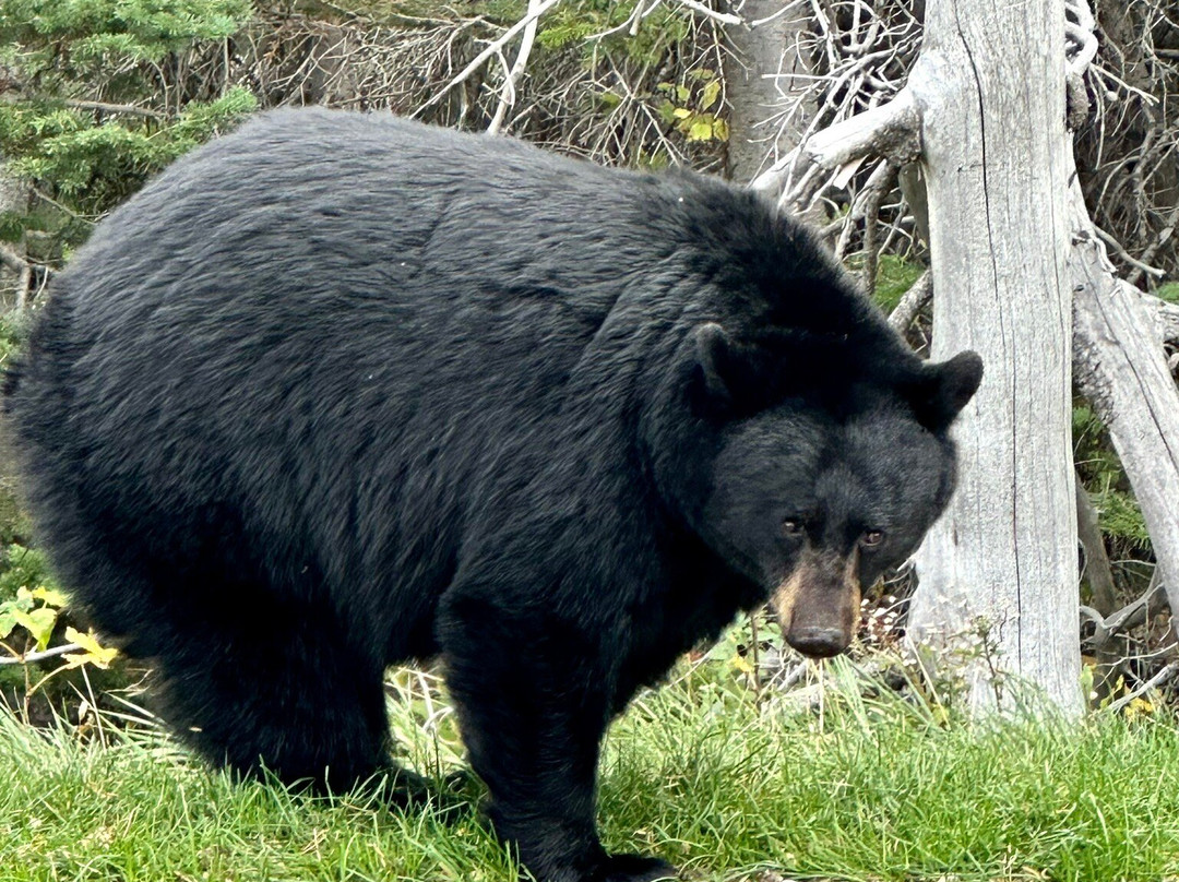 Cracker Lake Hike-冰河国家公园必去景点