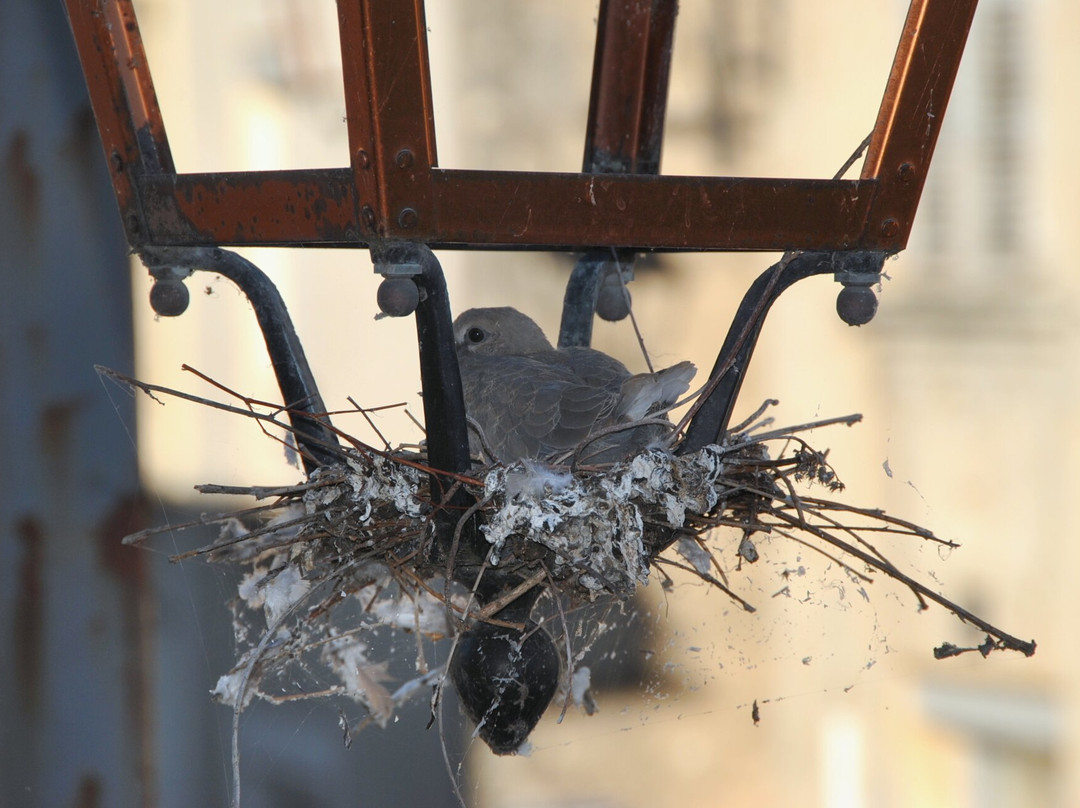 Logis Hôtel le Cheval Blanc et Clovis主图
