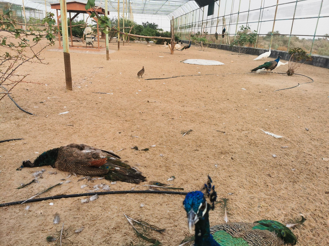 Al Areen Wildlife Park & Reserve-Zallaq必去景点