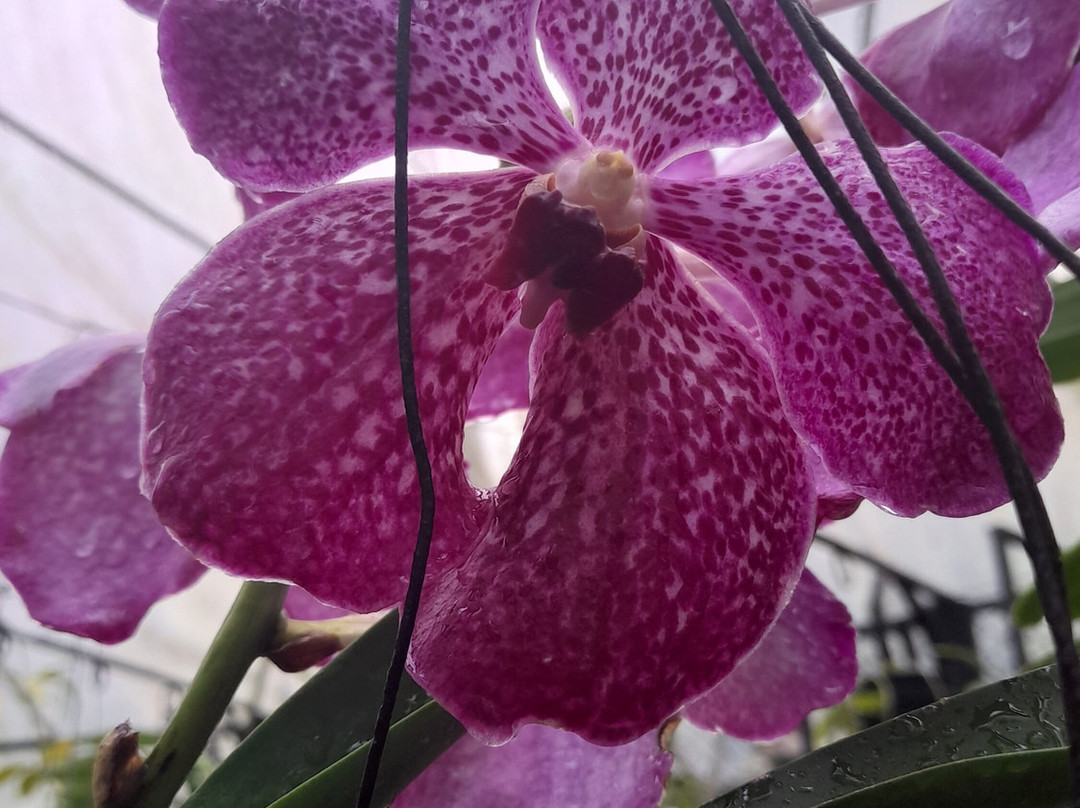 Ceylon Kingsmen Garden-尼甘布必去景点