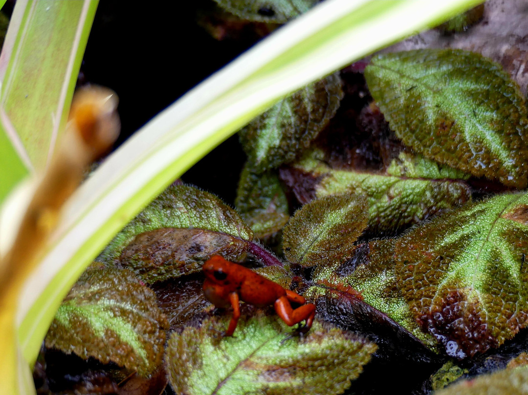 Villas Del Caribe主图