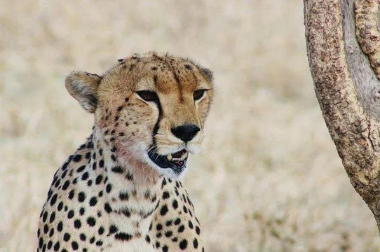 loveafricaexpedition-莫西必去景点