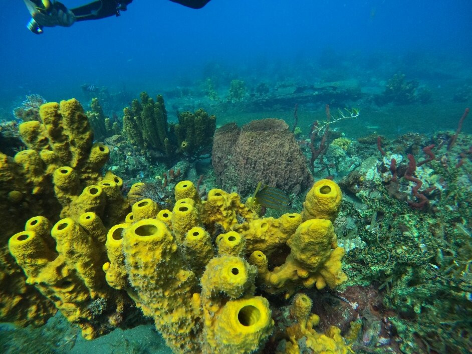 BLT Plongée Martinique-Case-Pilote必去景点