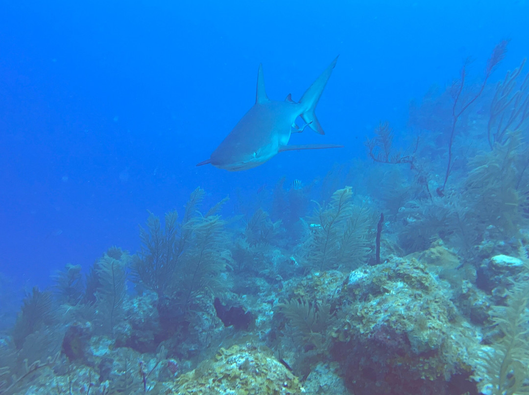 Entre Mares Dive Center景点图片