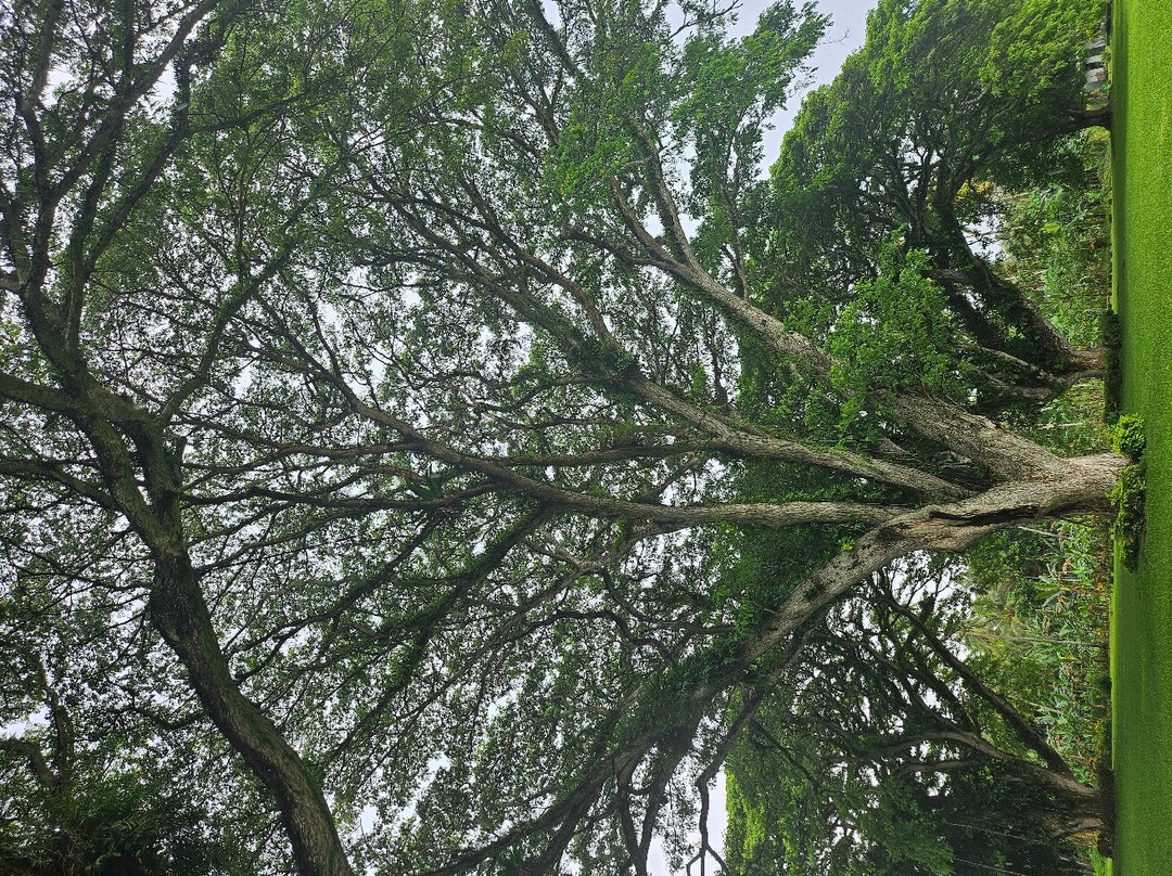 Rabaul Scenic Tours景点图片