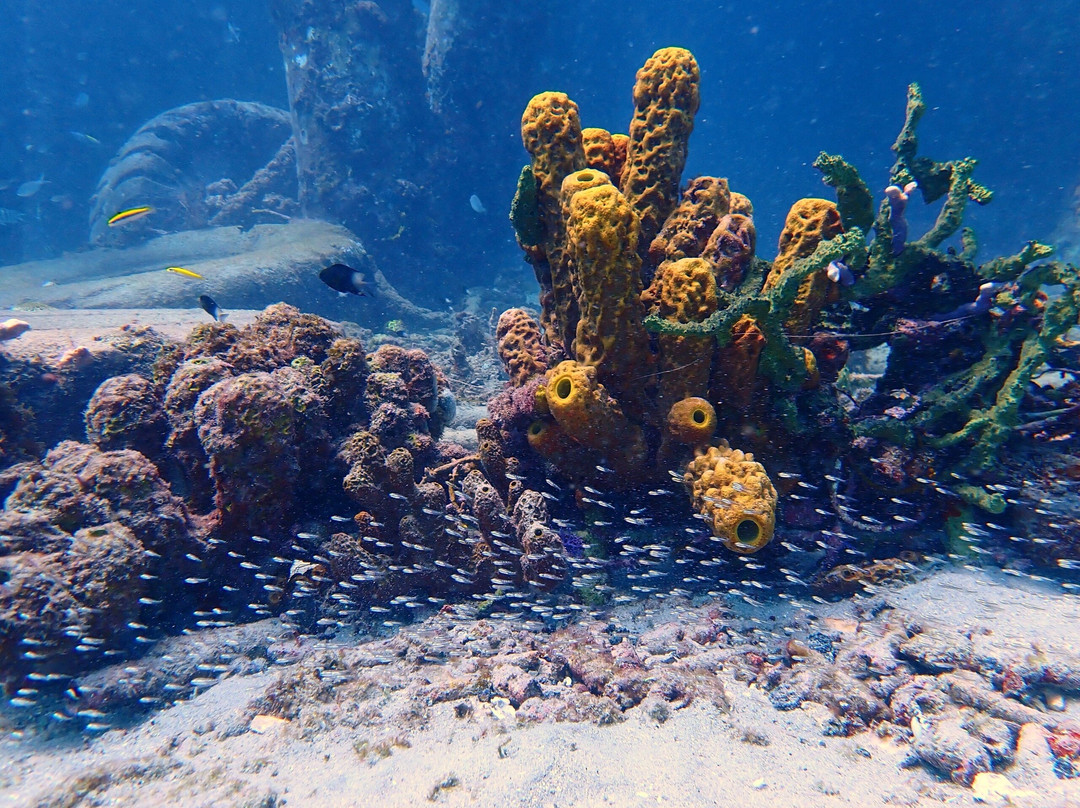 Reefers & Wreckers Dive Shop-Speightstown必去景点