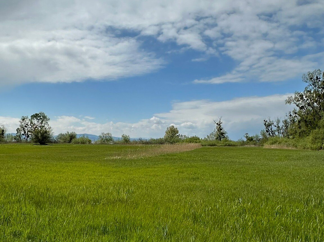 Eriskircher Ried Naturschutzgebiet景点图片