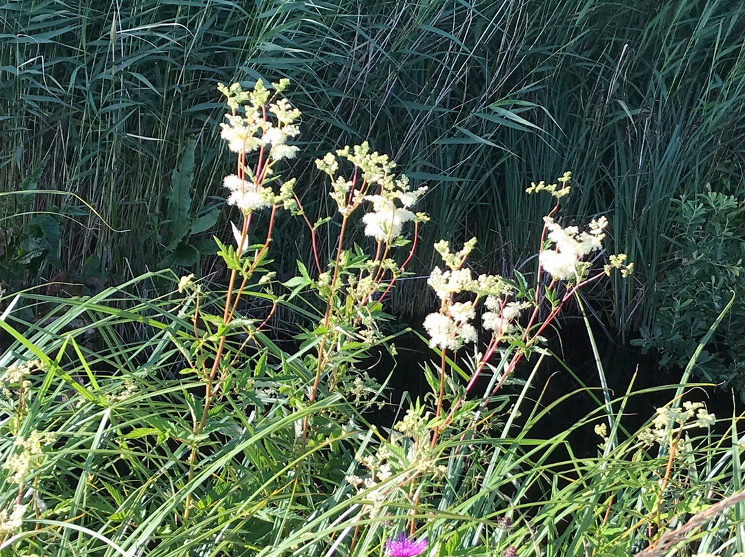 Park de Oeverlanden-阿姆斯特丹必去景点