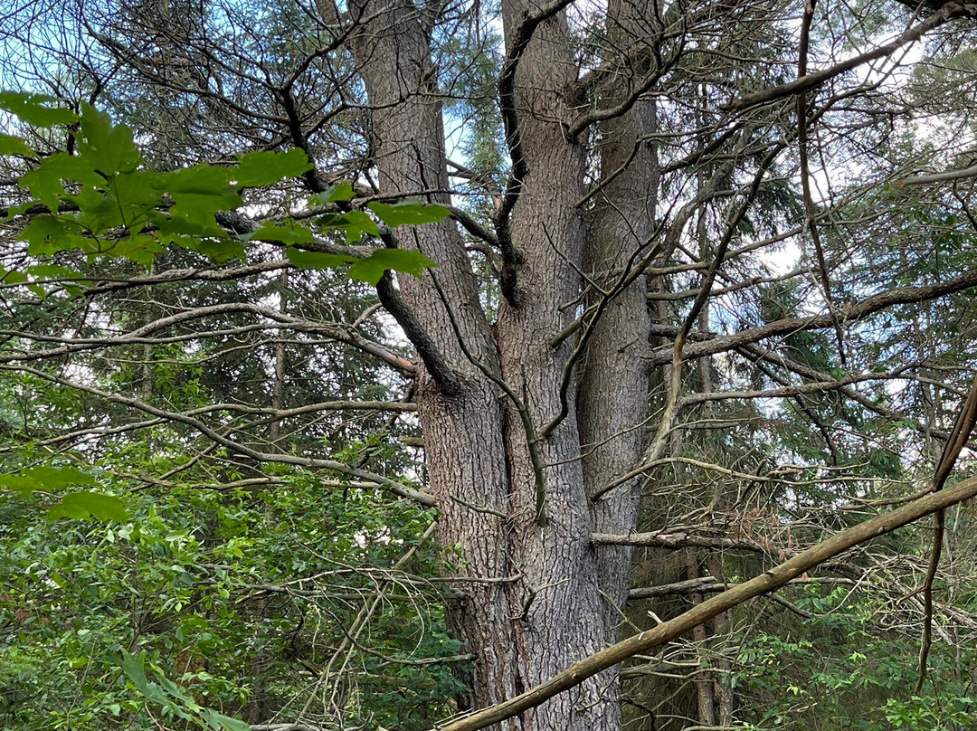Hartwick Pines State Park景点图片