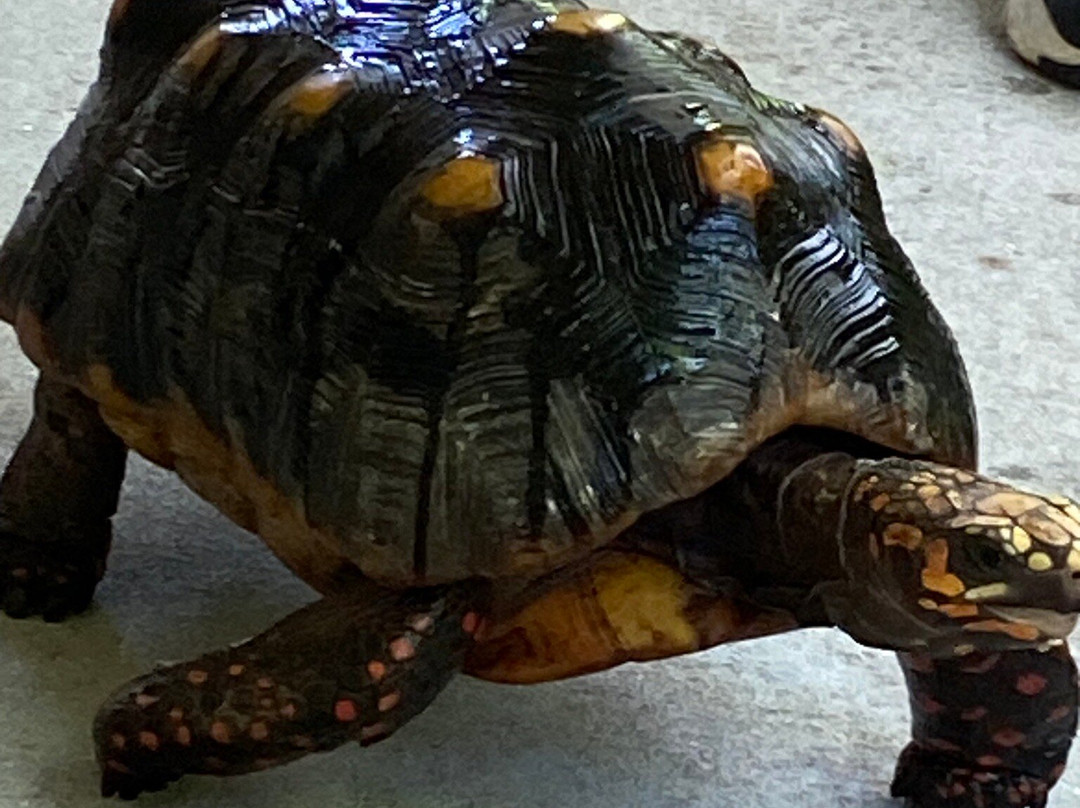 Tom Allen Memorial Butterfly House-开普科勒尔必去景点
