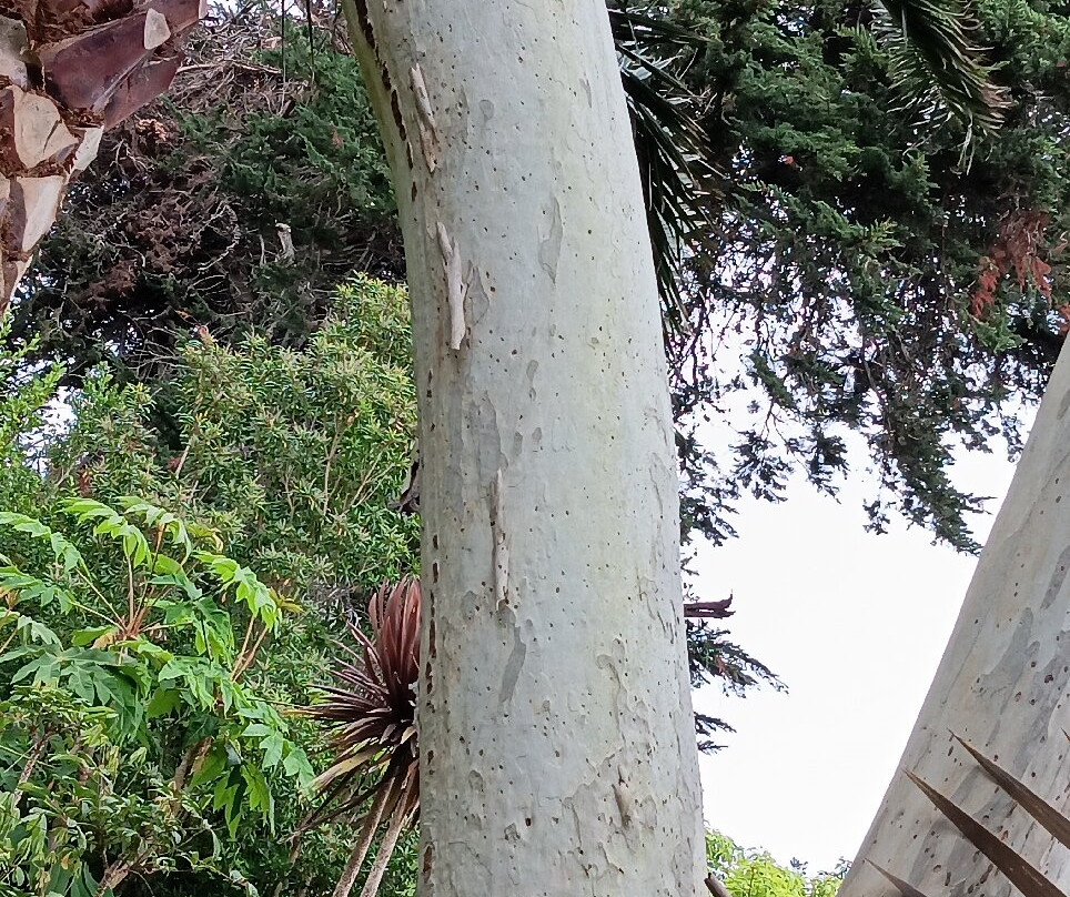 Le Jardin du Pellinec景点图片