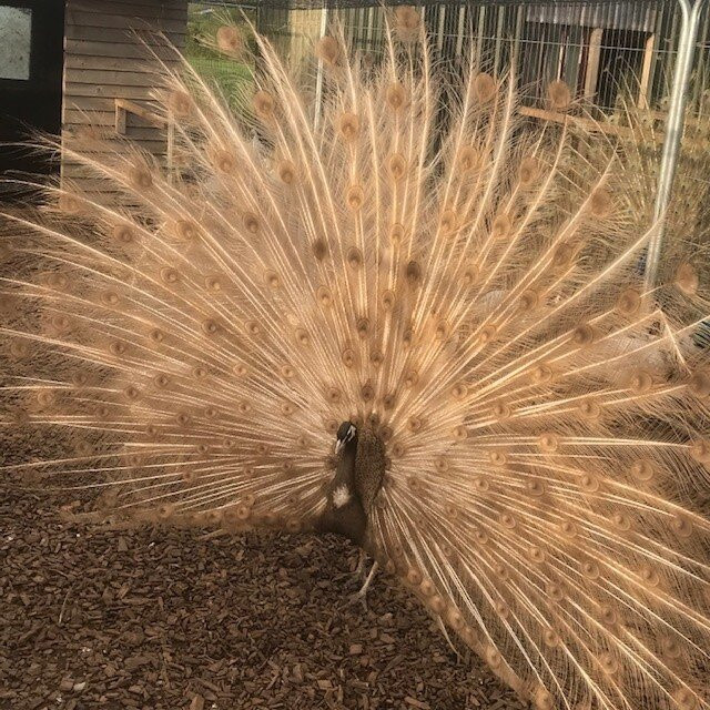 Peacocks Uk景点图片
