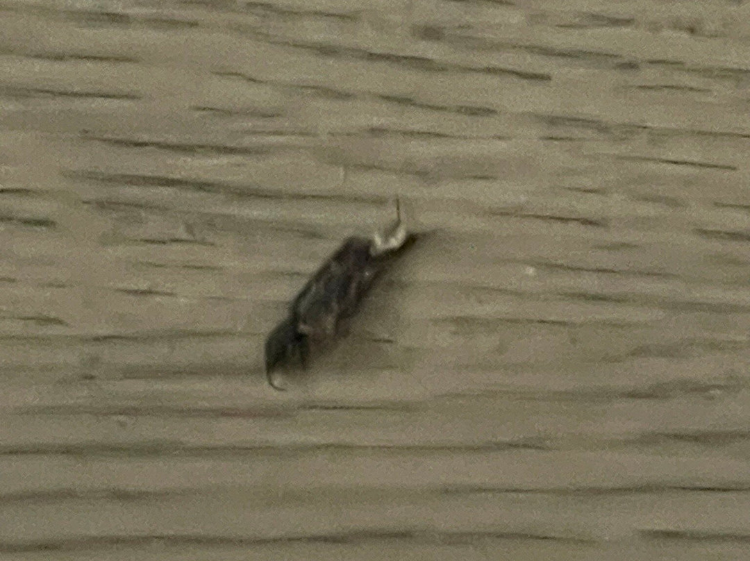 Red Roof Inn Kingsland主图