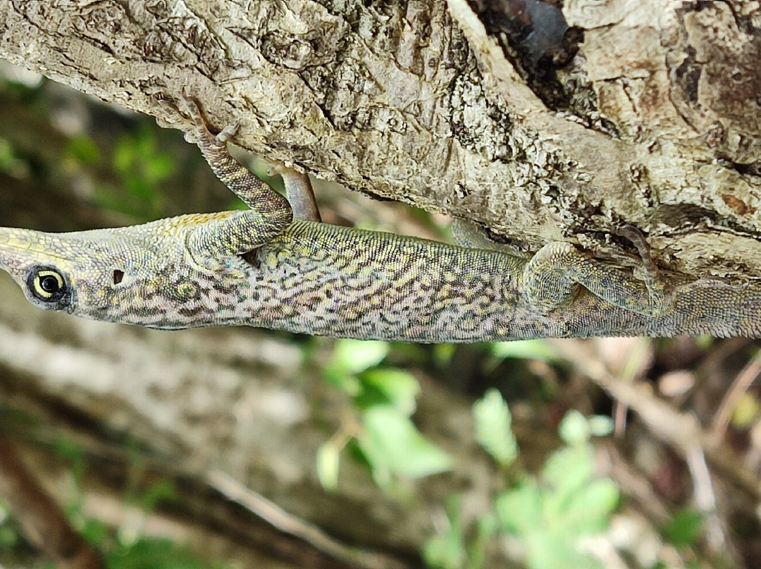 Rando Vers Batterie Du Cap Salomon