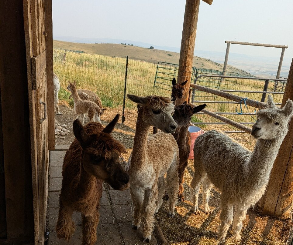 Alpine Vista Suri Alpacas-利文斯顿必去景点