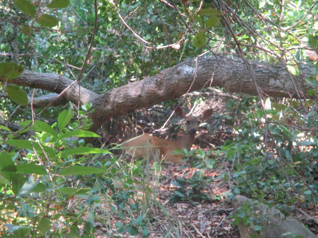 Aliso & Wood Canyons Wilderness Park-拉古纳尼格必去景点