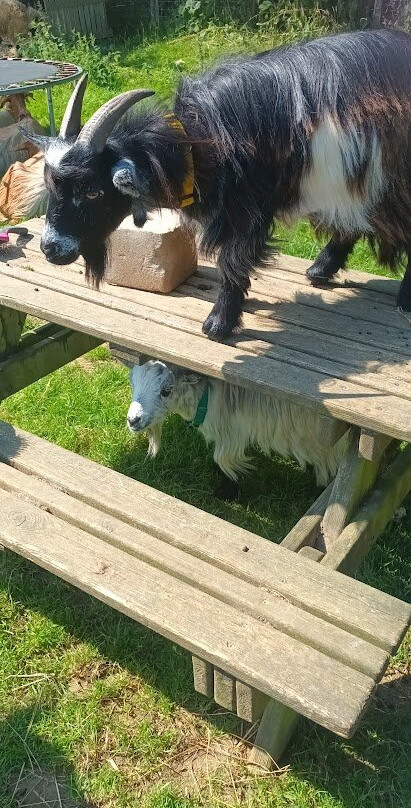 Goat & Sheep Walk Experience景点图片