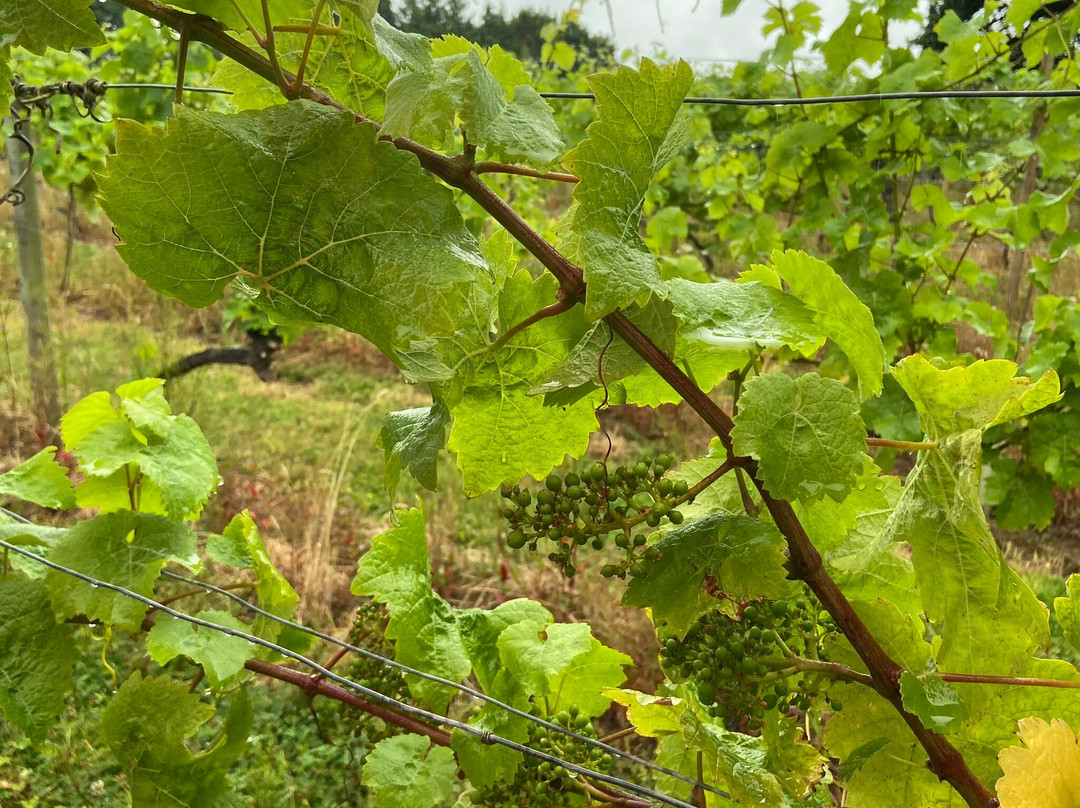 Astley Vineyard景点图片