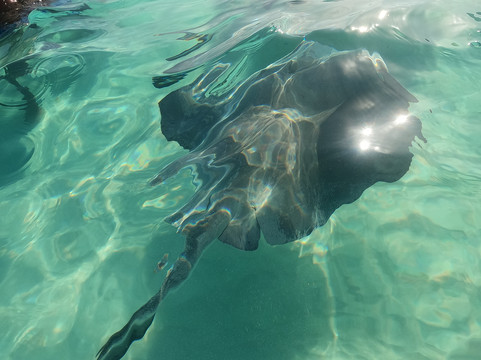 Capt. Marvin’s Watersports Ltd-乔治城必去景点