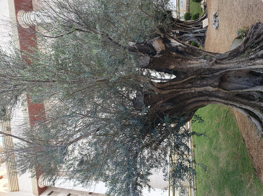 Templo de Salomão-圣保罗必去景点