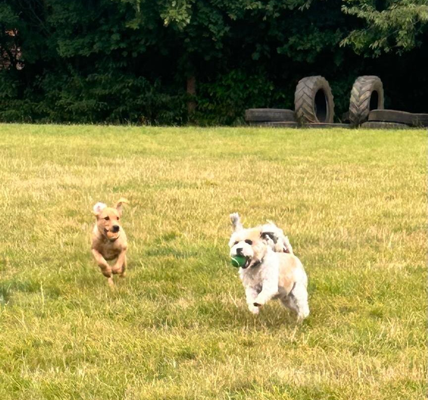 Snoopys Dog Park-Newent必去景点