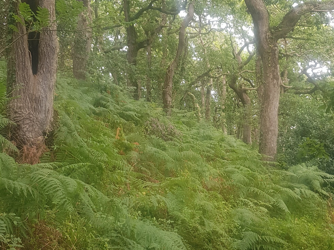 Lawrenny Wood景点图片