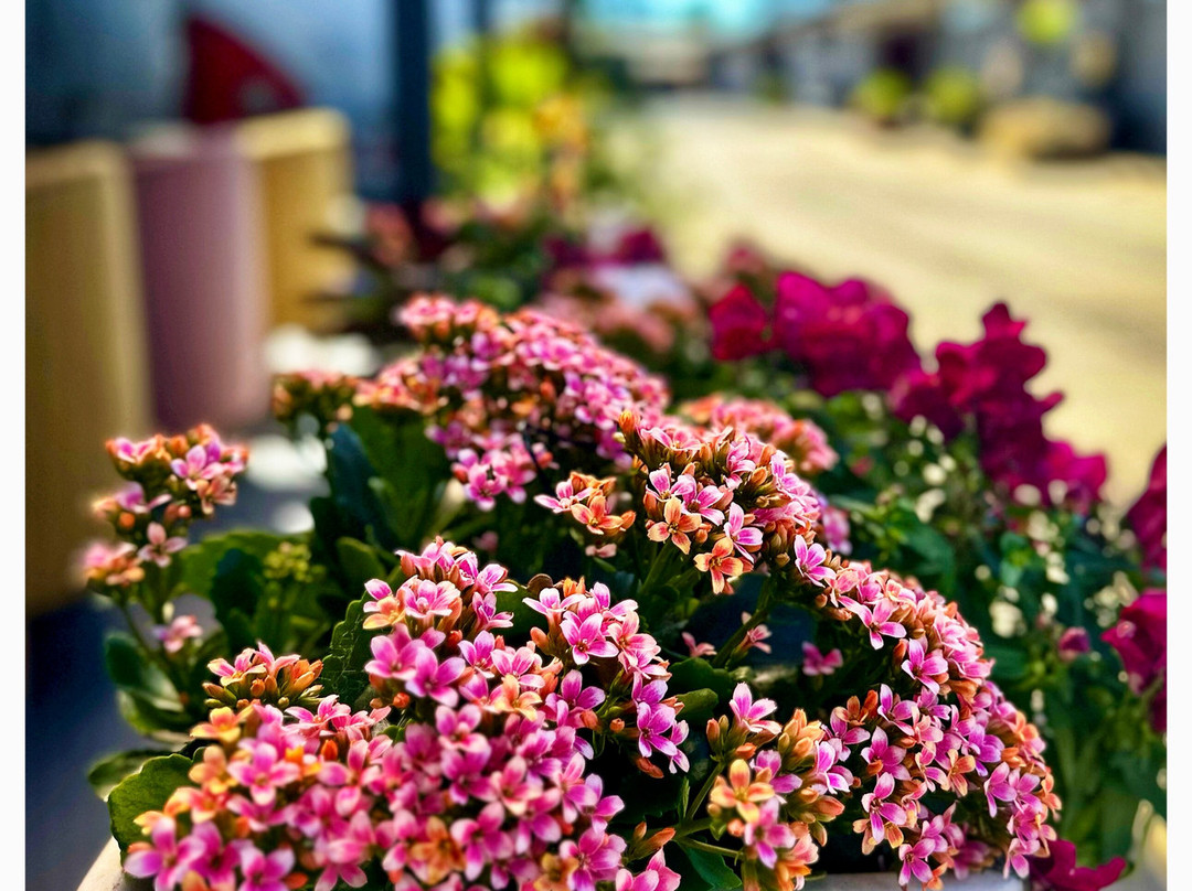 Dalby Parkview Motel主图