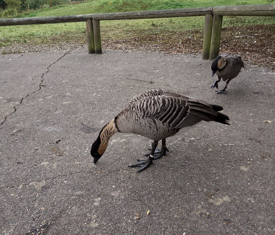 WWT Washington Wetland Centre景点图片