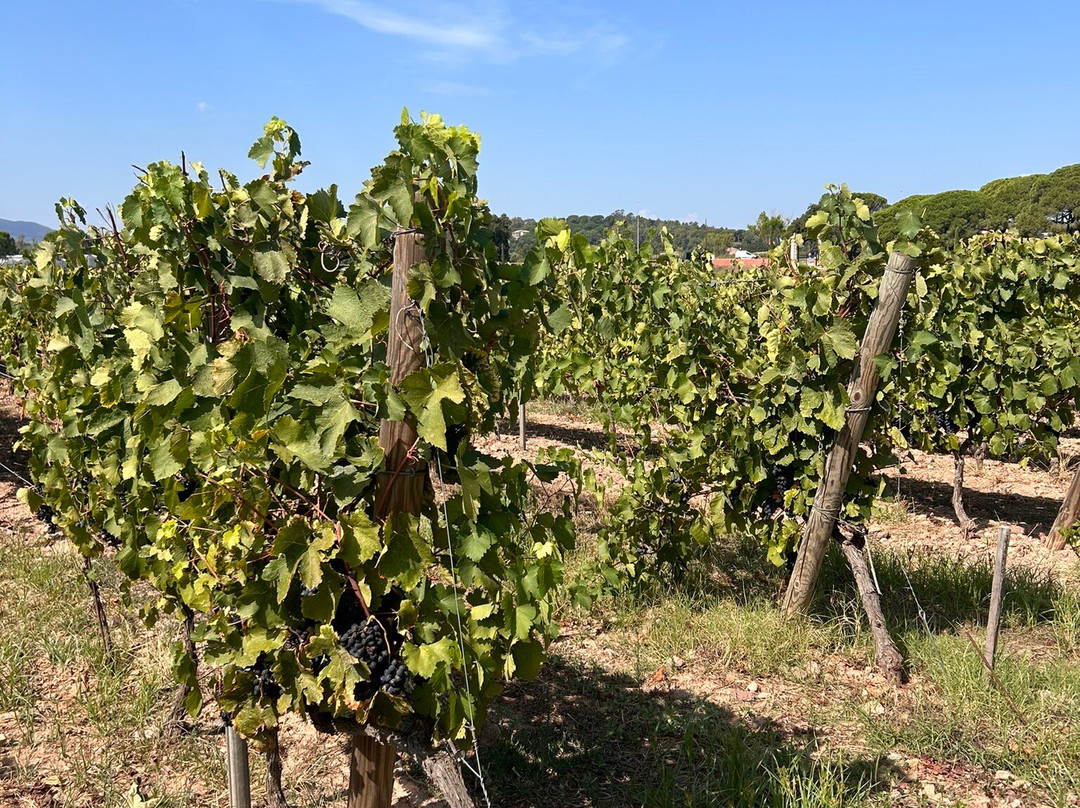 Vignoble du Clos des Roses景点图片