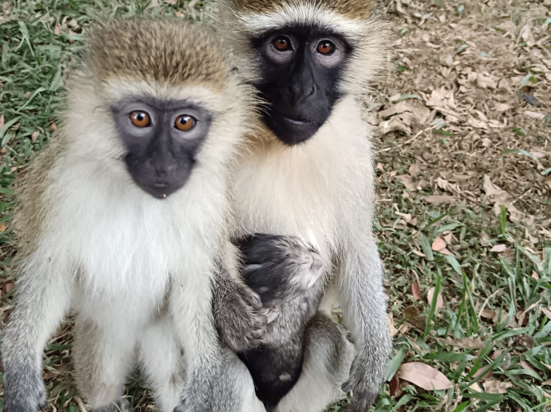 Skyplus Aviation And Travel Uganda-恩德培必去景点