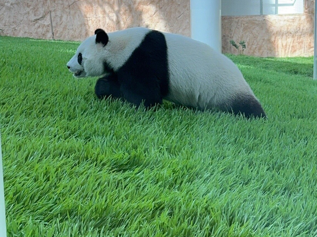 Panda House At Al Khor Park-Al Khor必去景点