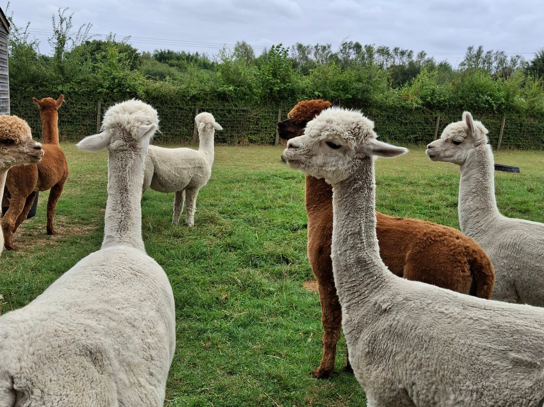Yew Tree Alpacas景点图片