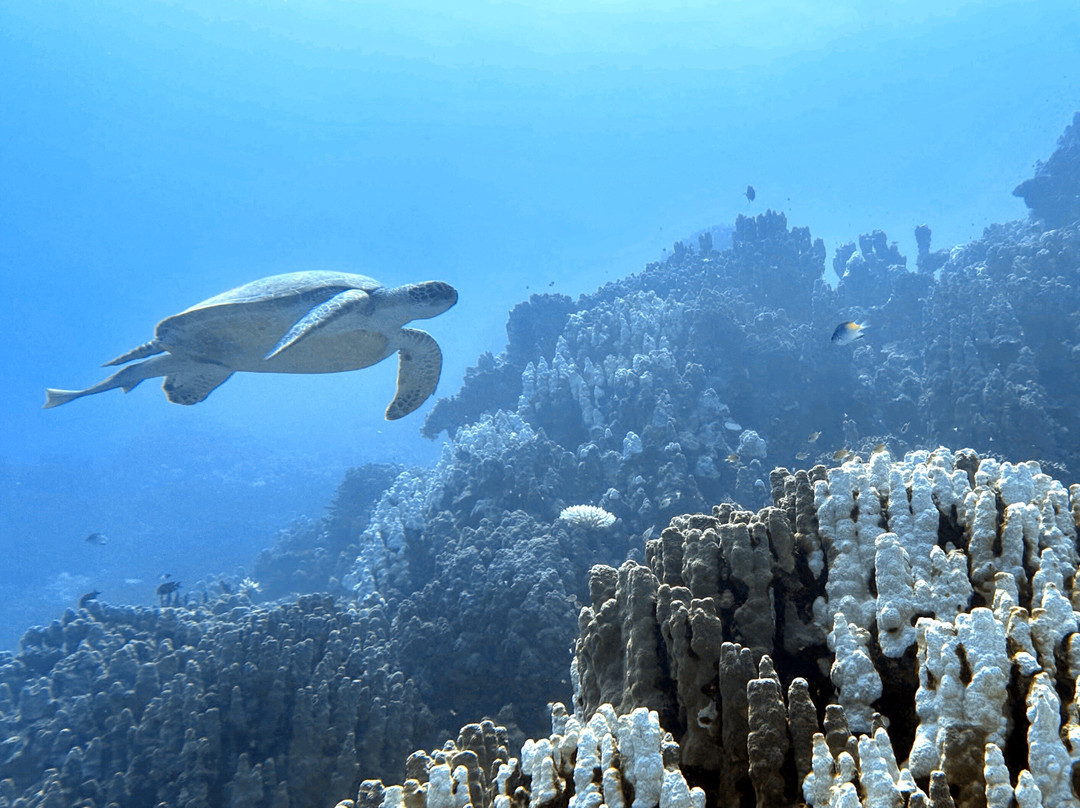Scuba World Divers - Sahl Hasheesh - JAZ Elite Asteria