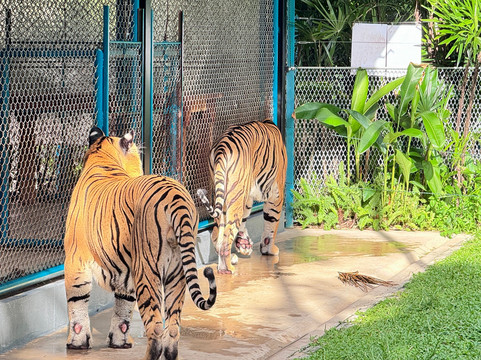 Sightseeing Group-曼谷必去景点