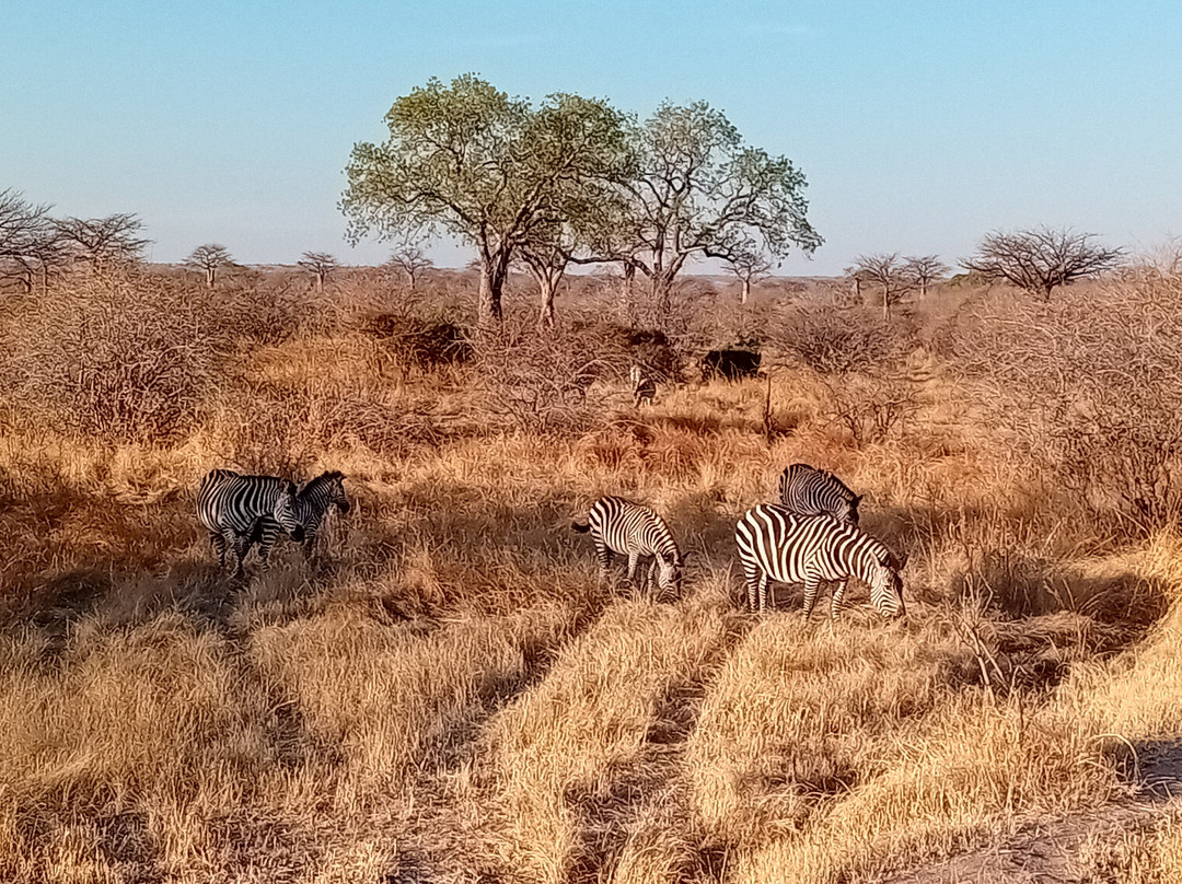 Safari Fleva-Dar es Salaam必去景点