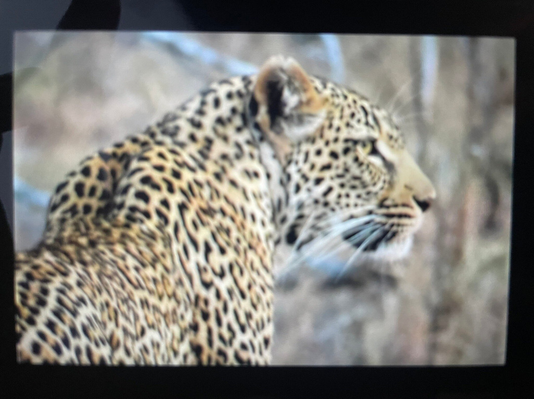 On Safari Africa - Kruger National Park景点图片
