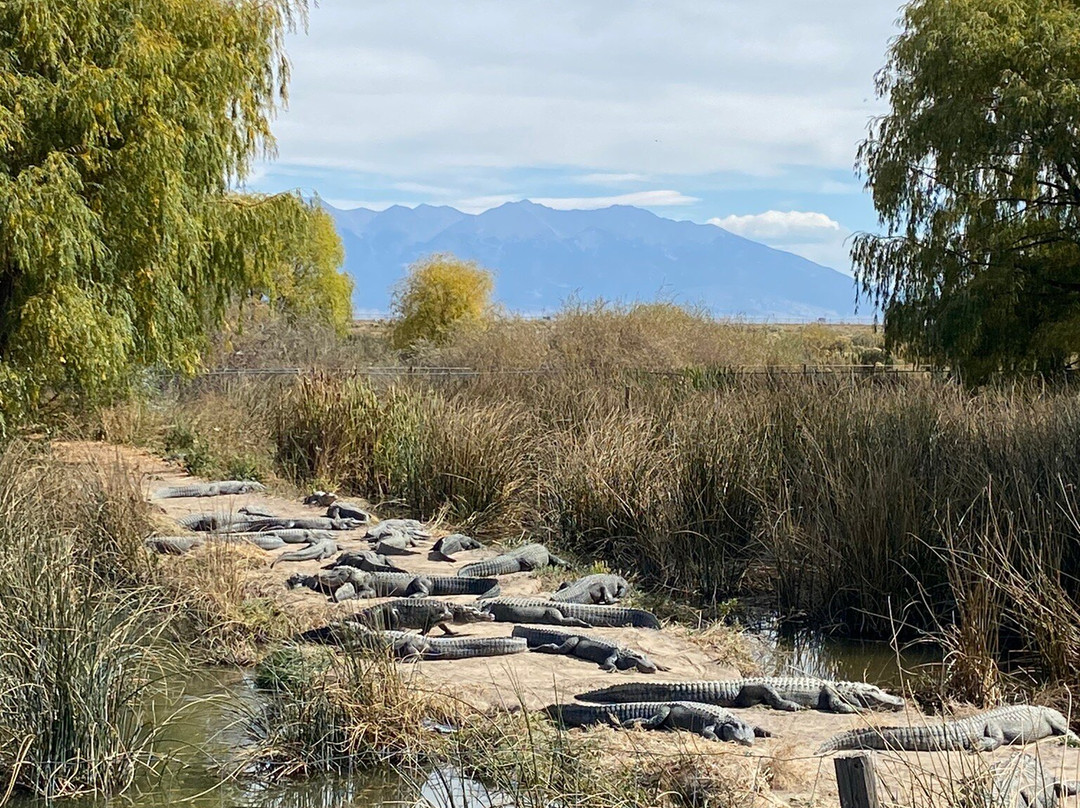 Colorado Gators Reptile Park-Mosca必去景点