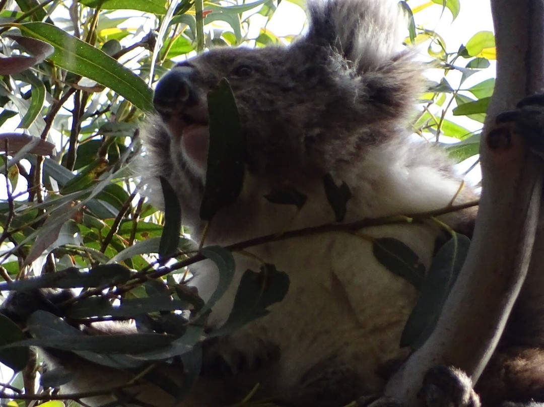 坎尼特河沿岸考拉步行道-坎尼特河必去景点